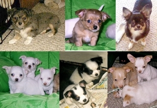 different colored chihuahuas