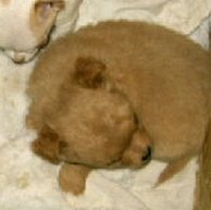 Sleeping Chihuahua Puppy